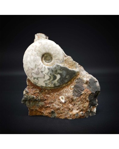 Eparietites sp.