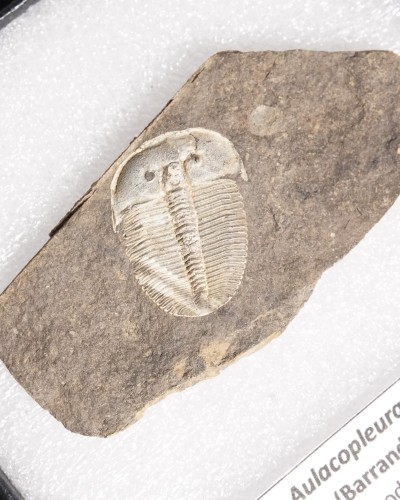 Trilobiti Fossili (Aulacopleura) - Silurian - Czech Republic