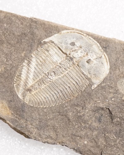 Trilobiti Fossili (Aulacopleura) - Siluriano - Czech Republic