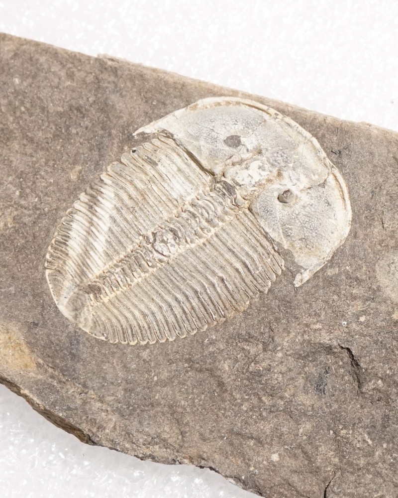 Trilobiti Fossili (Aulacopleura) - Siluriano - Czech Republic