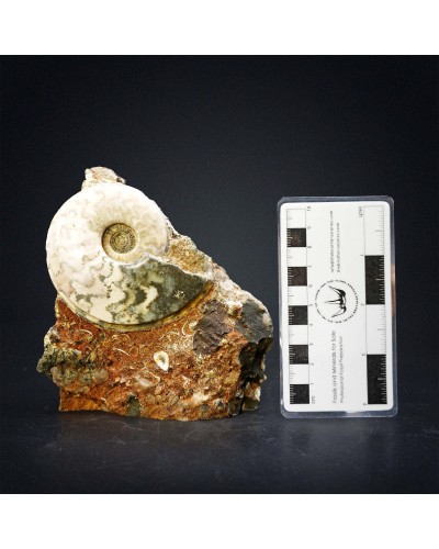 Eparietites sp.