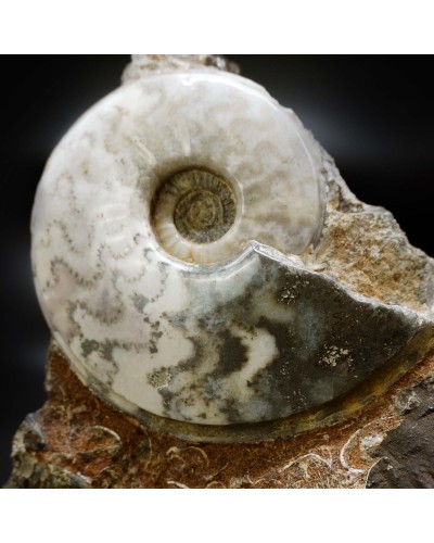 Eparietites sp.