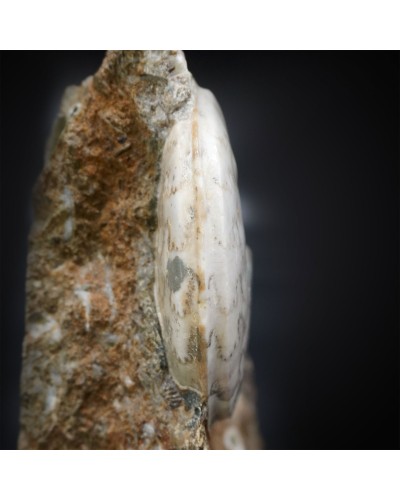 Eparietites sp.