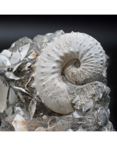Hoploscaphites sp.