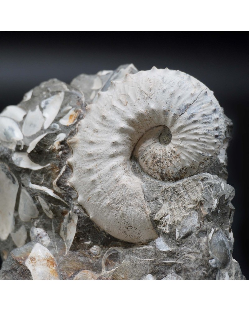 Hoploscaphites sp.