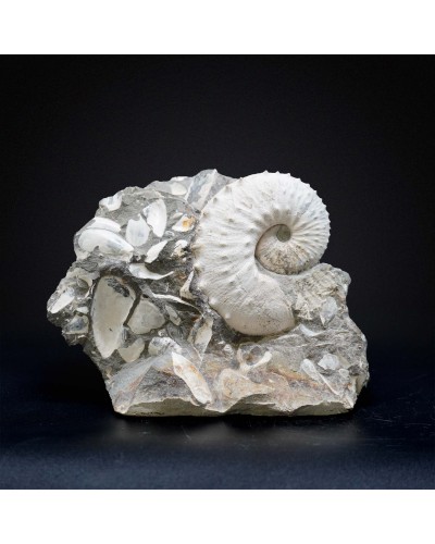 Hoploscaphites sp.