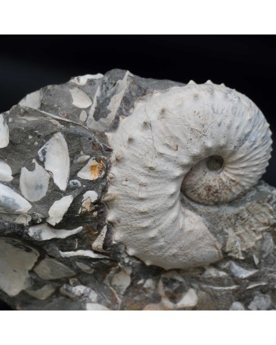 Hoploscaphites sp.