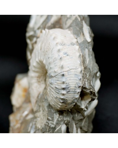 Hoploscaphites sp.