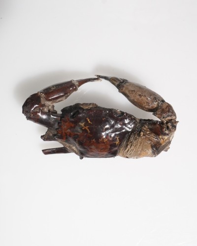 Fossil Crab - Charybdis sp. - Pleistocene