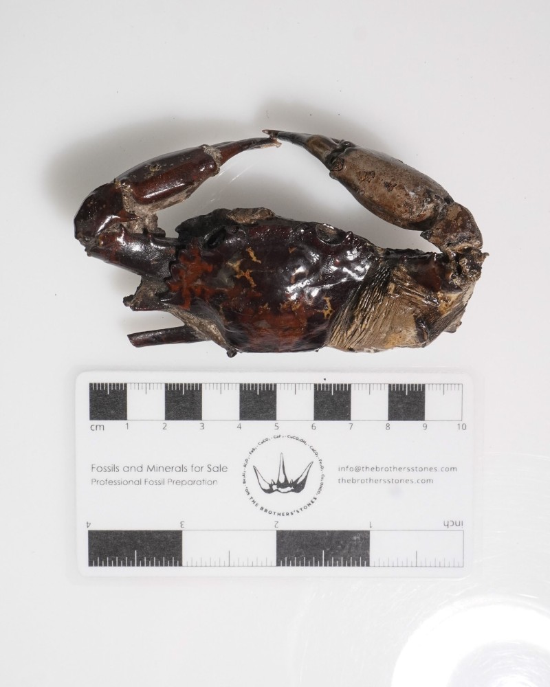 タイ産カニ化石 - シャリブディス属 - 更新世～完新世