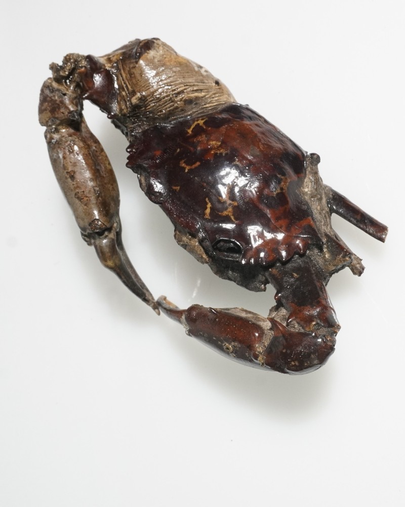 タイ産カニ化石 - シャリブディス属 - 更新世～完新世