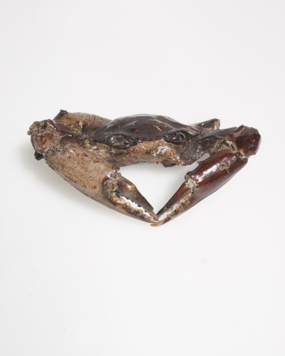 Fossile di granchio - Genere Charybdis - Pleistocene
