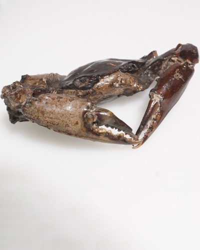 Fossile di granchio - Genere Charybdis - Pleistocene