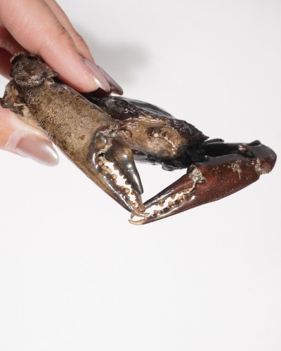 Fossile di granchio - Genere Charybdis - Pleistocene