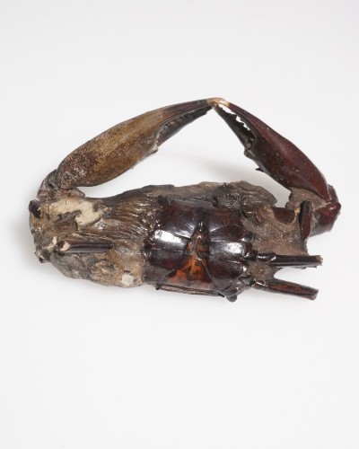 Fossil Crab - Charybdis sp. - Pleistocene