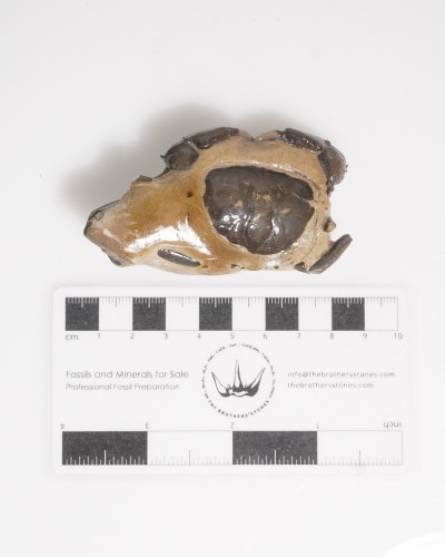 Fossil Crab from Thailand - Galene obscura - Pleistocene