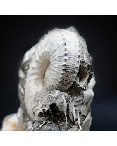 Hoploscaphites sp.