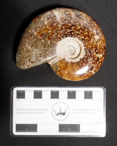 Ammonite Fossil (Cleoniceras) - Cretaceous - Madagascar