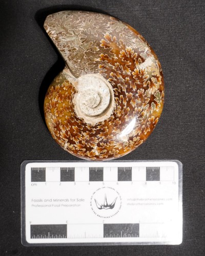 Ammonite Fossil (Cleoniceras) - Cretaceous - Madagascar