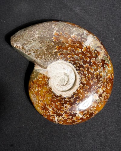 Ammonite Fossil (Cleoniceras) - Cretaceous - Madagascar