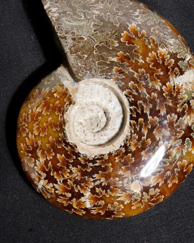 Ammonite Fossil (Cleoniceras) - Cretaceous - Madagascar