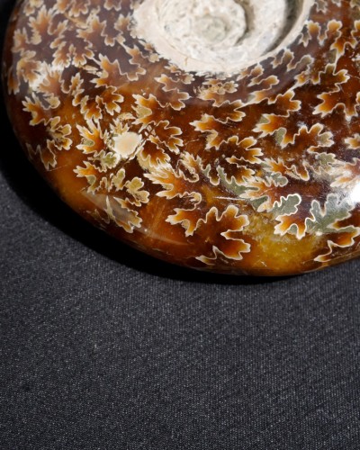 Ammonite Fossil (Cleoniceras) - Cretaceous - Madagascar