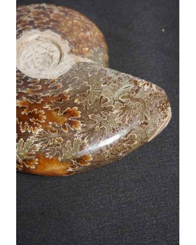 Ammonite Fossil (Cleoniceras) - Cretaceous - Madagascar