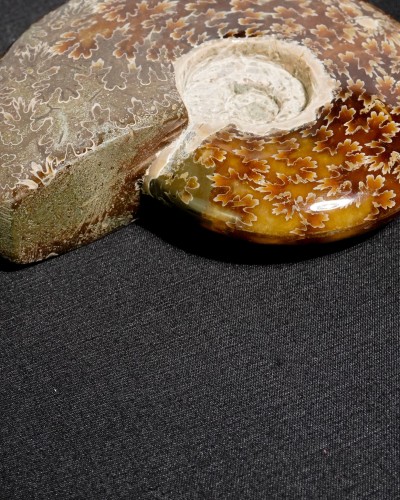 Ammonite Fossil (Cleoniceras) - Cretaceous - Madagascar