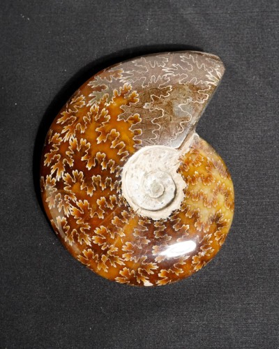 Ammonite Fossil (Cleoniceras) - Cretaceous - Madagascar