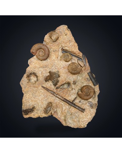 Parkinsonia sp. - Giurassico