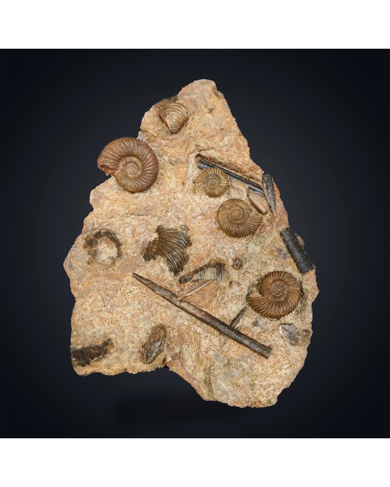 Parkinsonia sp. - Giurassico
