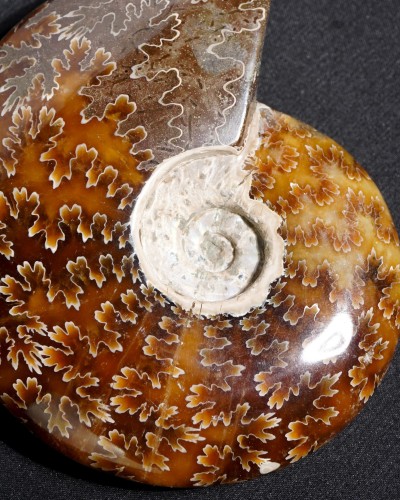 Ammonite Fossil (Cleoniceras) - Cretaceous - Madagascar
