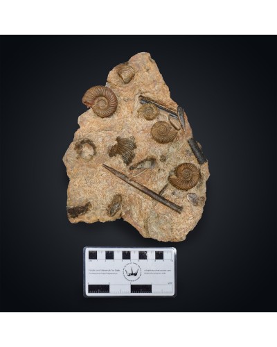 Parkinsonia sp. - Giurassico
