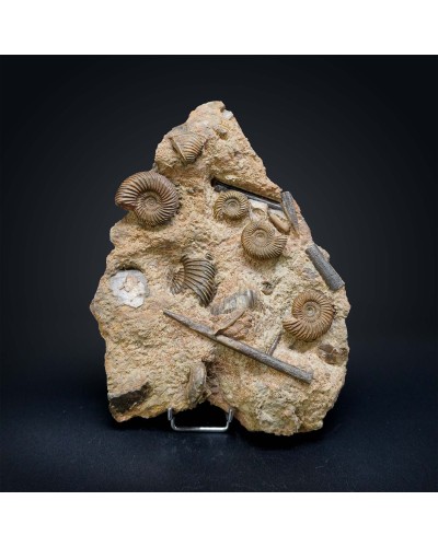 Parkinsonia parkinsoni - Jurassic