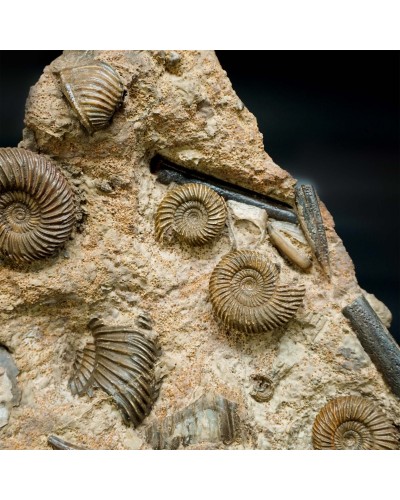Parkinsonia parkinsoni - Jurassic