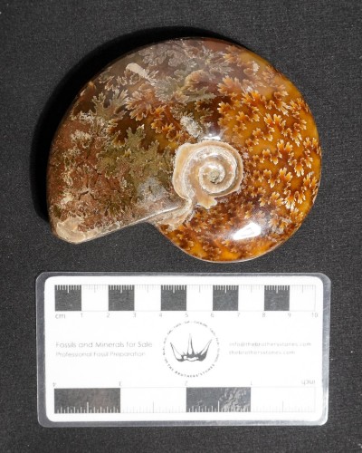Ammonite Fossil (Cleoniceras) - Cretaceous - Madagascar