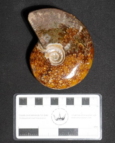 Ammoniti Fossili (Cleoniceras) - Cretacico - Madagascar