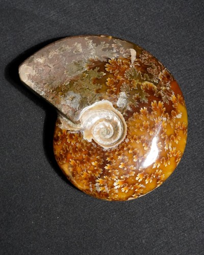 Ammonite Fossil (Cleoniceras) - Cretaceous - Madagascar