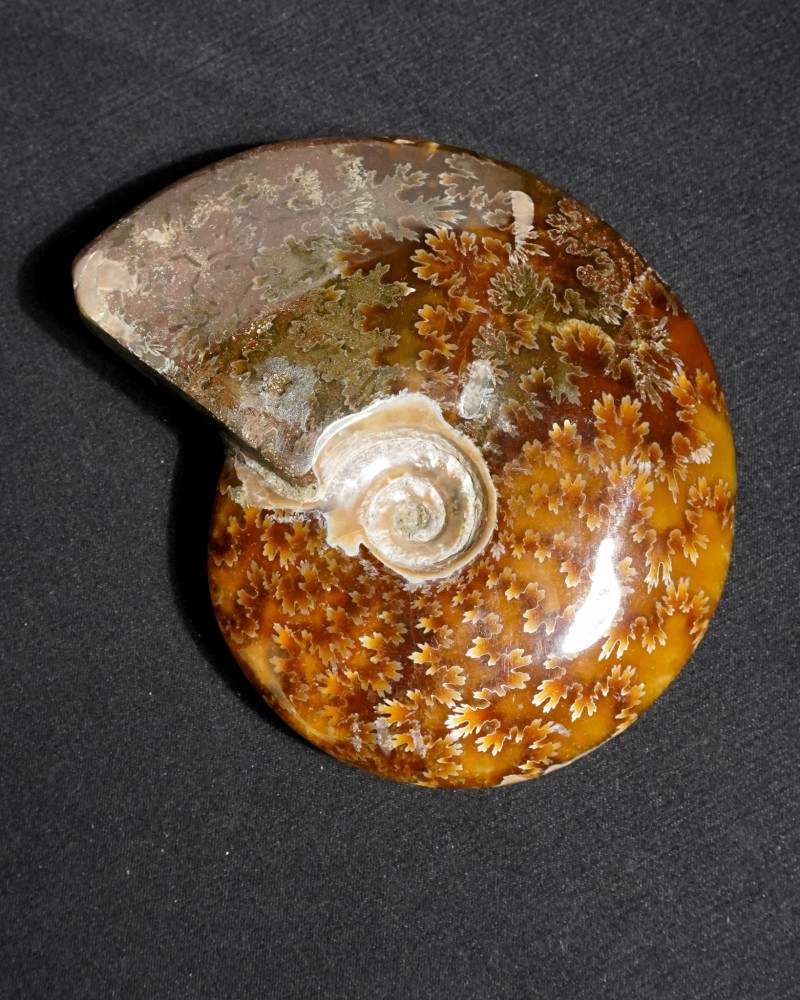 Ammonite Fossil (Cleoniceras) - Cretaceous - Madagascar