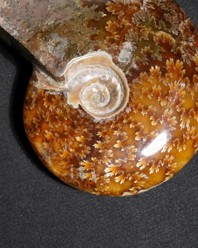 Ammoniti Fossili (Cleoniceras) - Cretacico - Madagascar