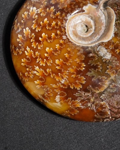 Ammonite Fossil (Cleoniceras) - Cretaceous - Madagascar