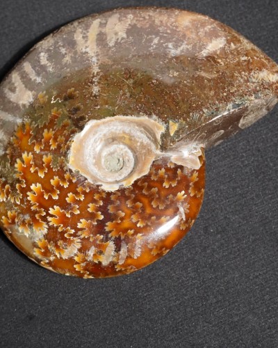 Ammonite Fossil (Cleoniceras) - Cretaceous - Madagascar