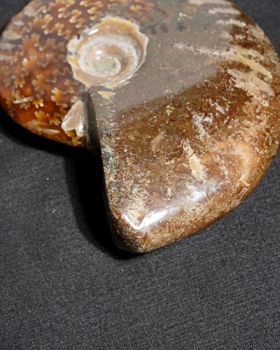 Ammoniti Fossili (Cleoniceras) - Cretacico - Madagascar