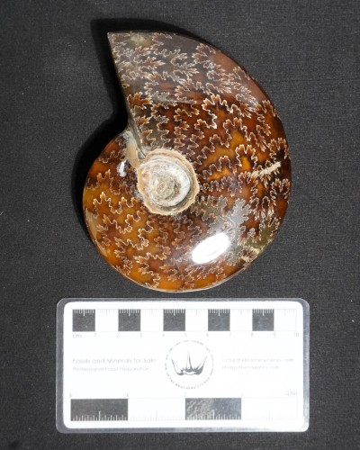 Ammonite Fossil (Cleoniceras) - Cretaceous - Madagascar