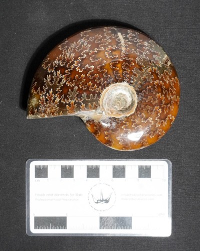 Ammonite Fossil (Cleoniceras) - Cretaceous - Madagascar