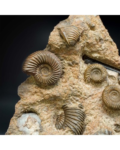 Parkinsonia sp. - Giurassico