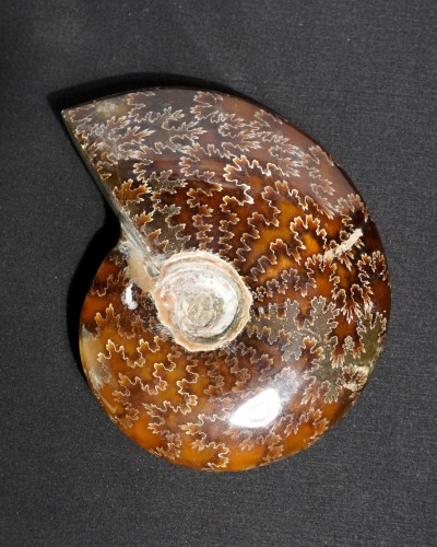 Ammonite Fossil (Cleoniceras) - Cretaceous - Madagascar