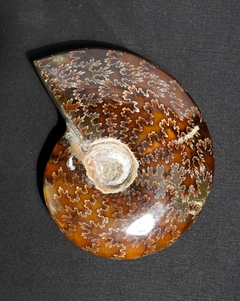 Ammonite Fossil (Cleoniceras) - Cretaceous - Madagascar