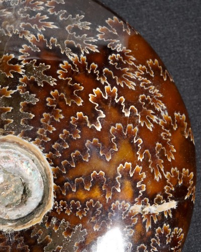 Ammonite Fossil (Cleoniceras) - Cretaceous - Madagascar