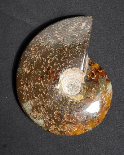Ammonite Fossil (Cleoniceras) - Cretaceous - Madagascar